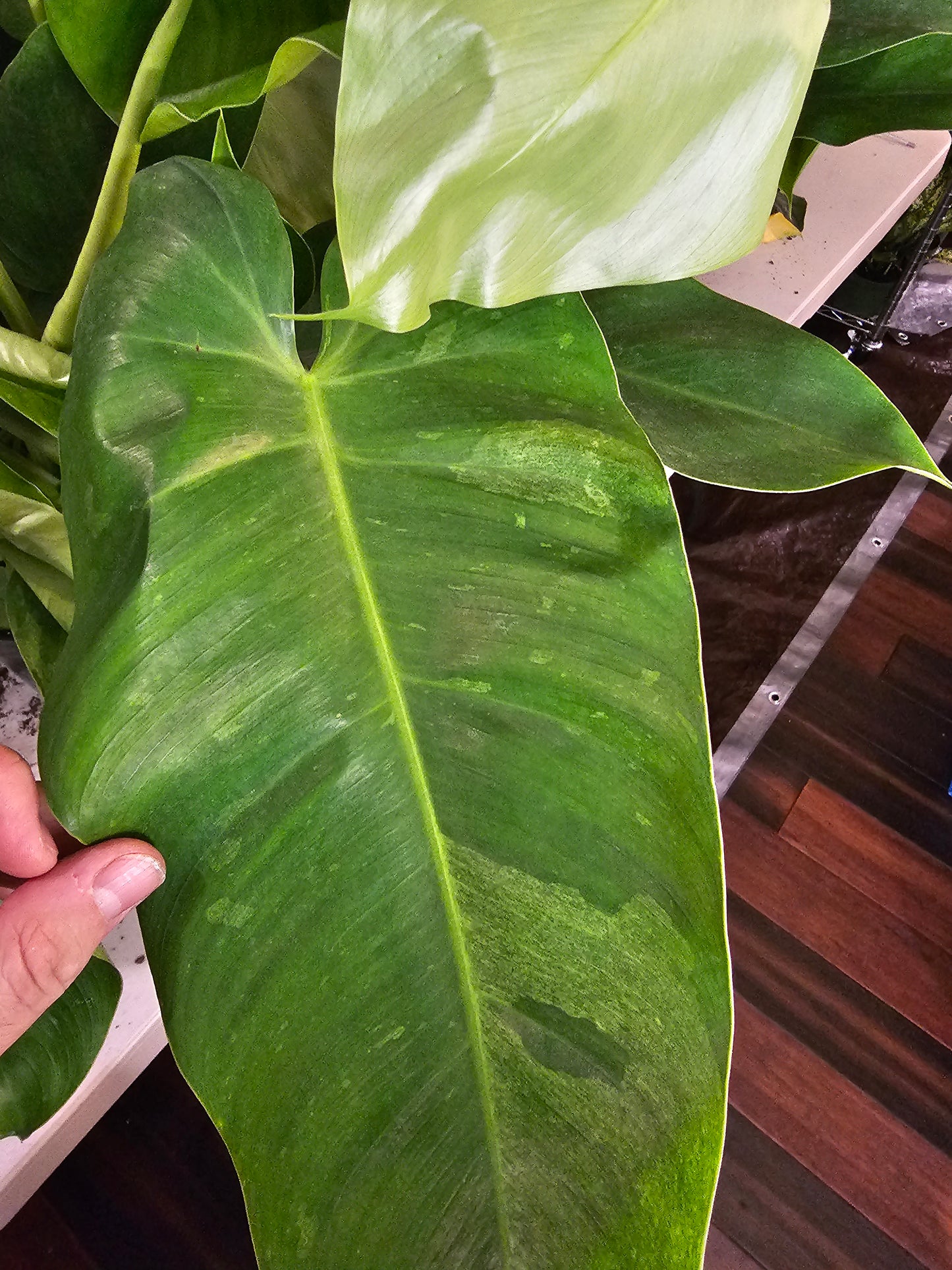 Philodendron Jose Buono in growers pot