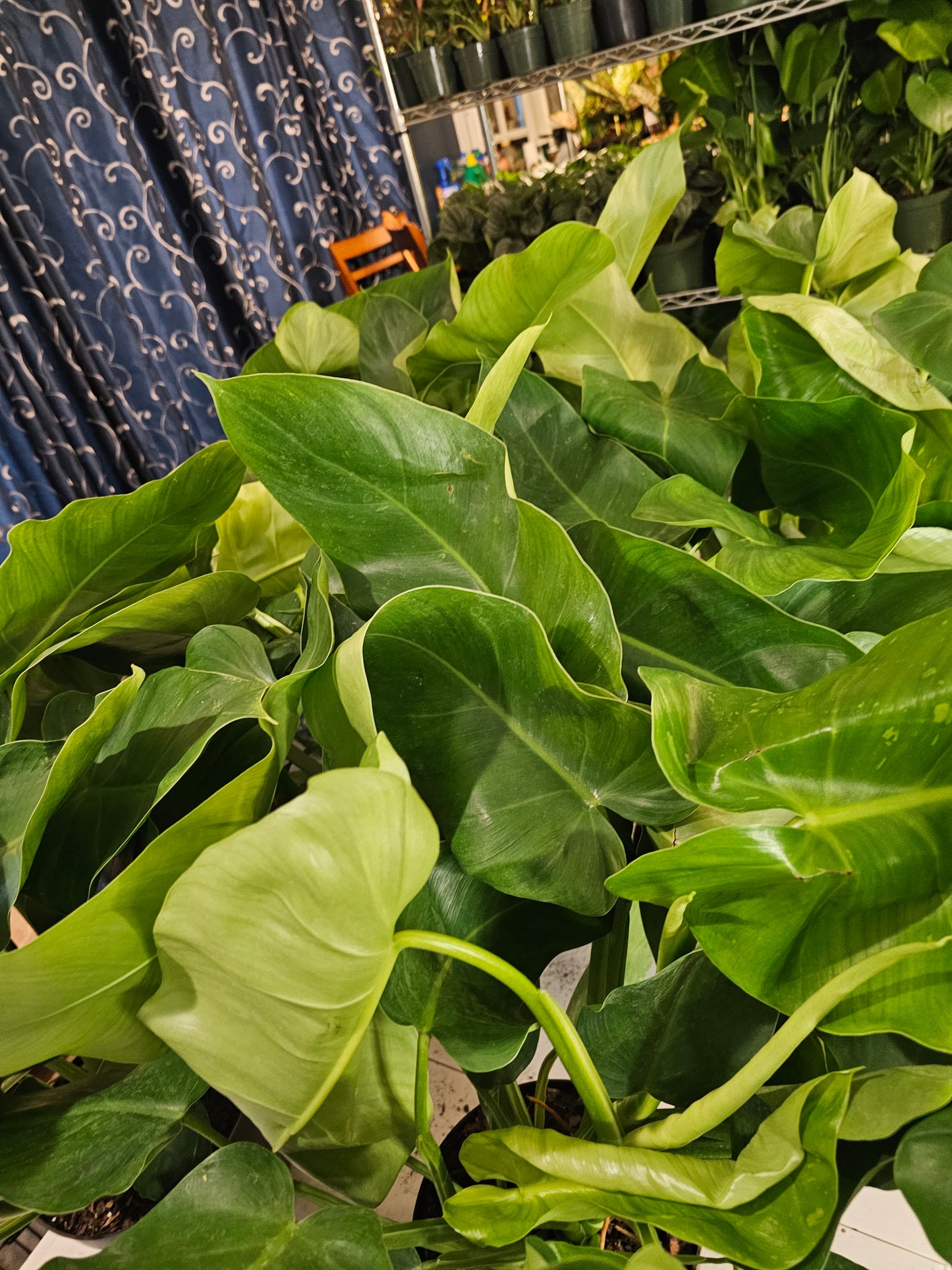 Philodendron Jose Buono in growers pot