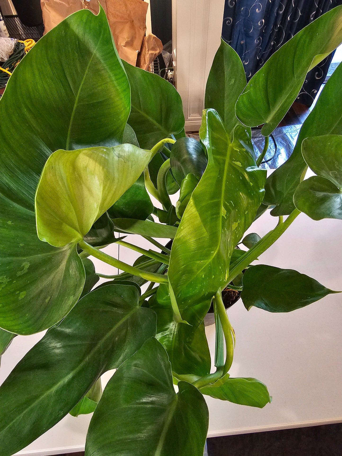 Philodendron Jose Buono in growers pot