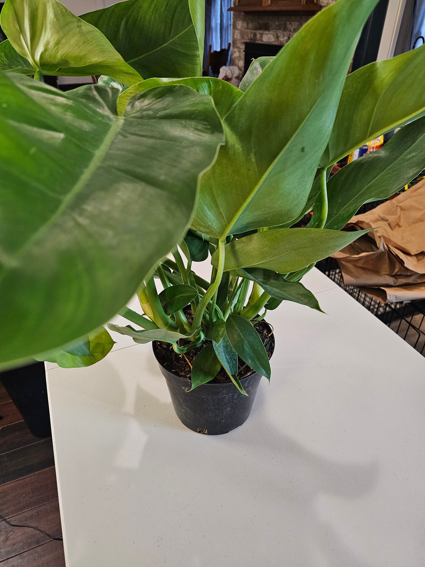 Philodendron Jose Buono in growers pot