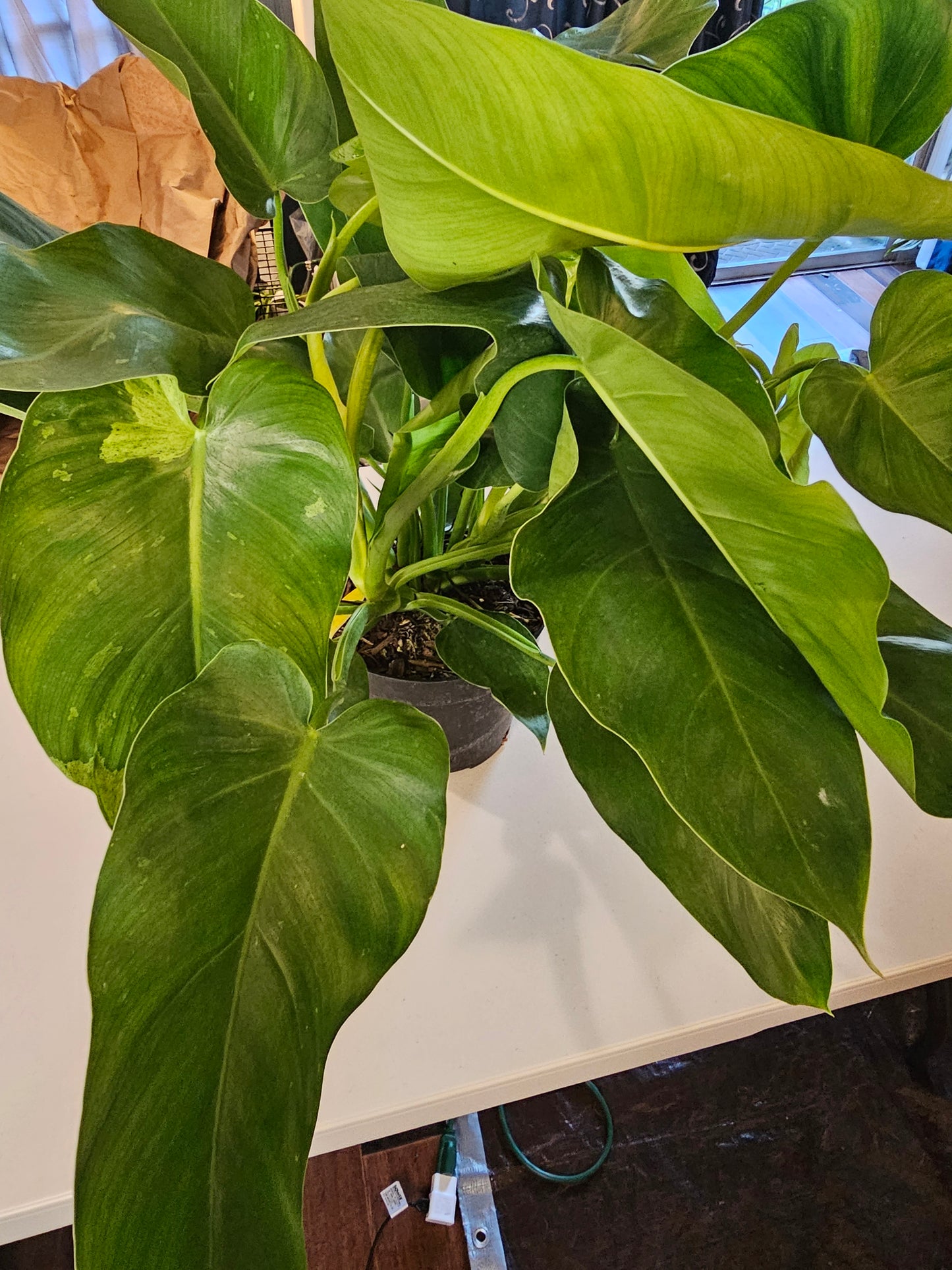 Philodendron Jose Buono in growers pot