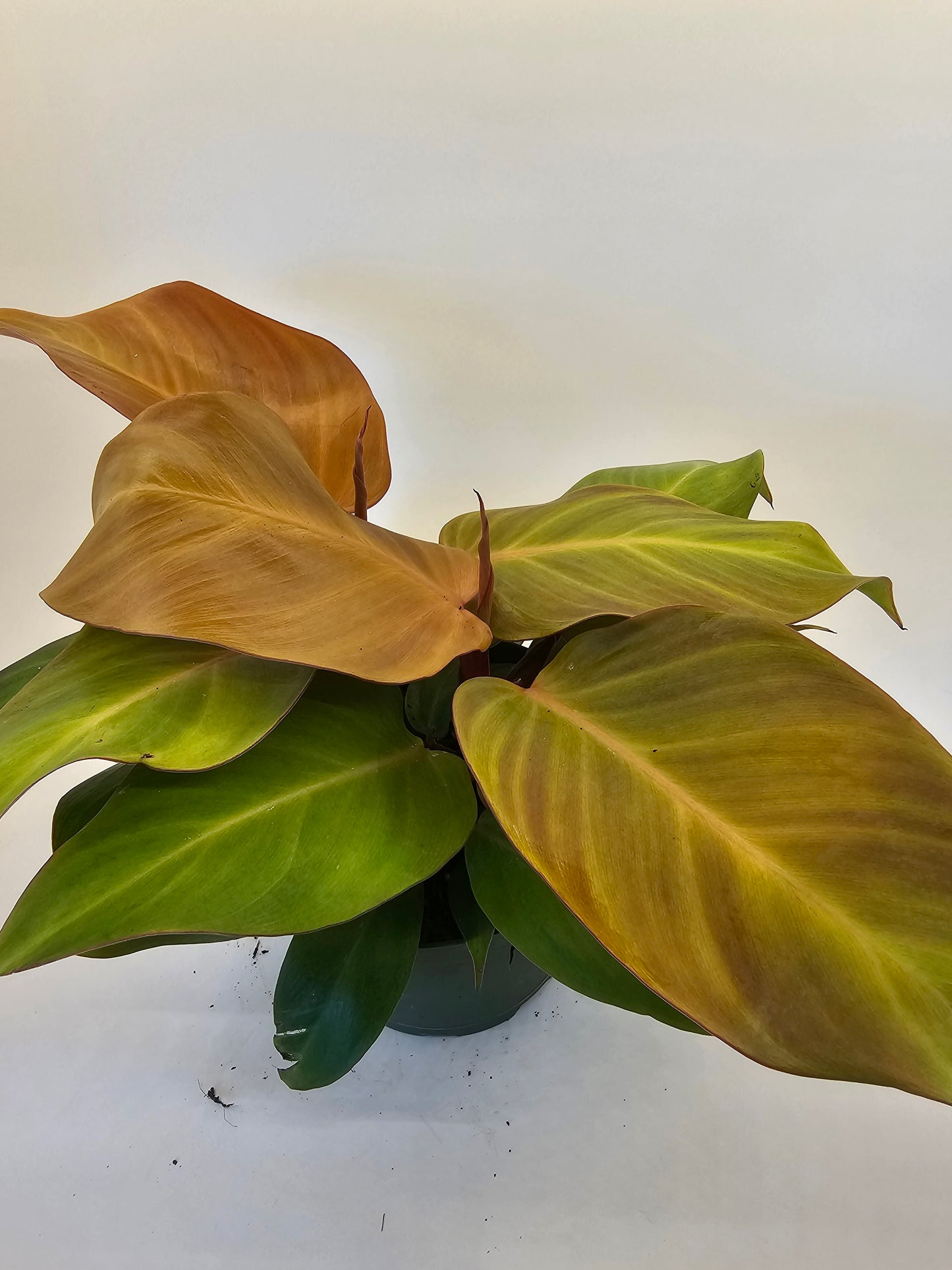 Philodendron McColleys Finale in Growers pot