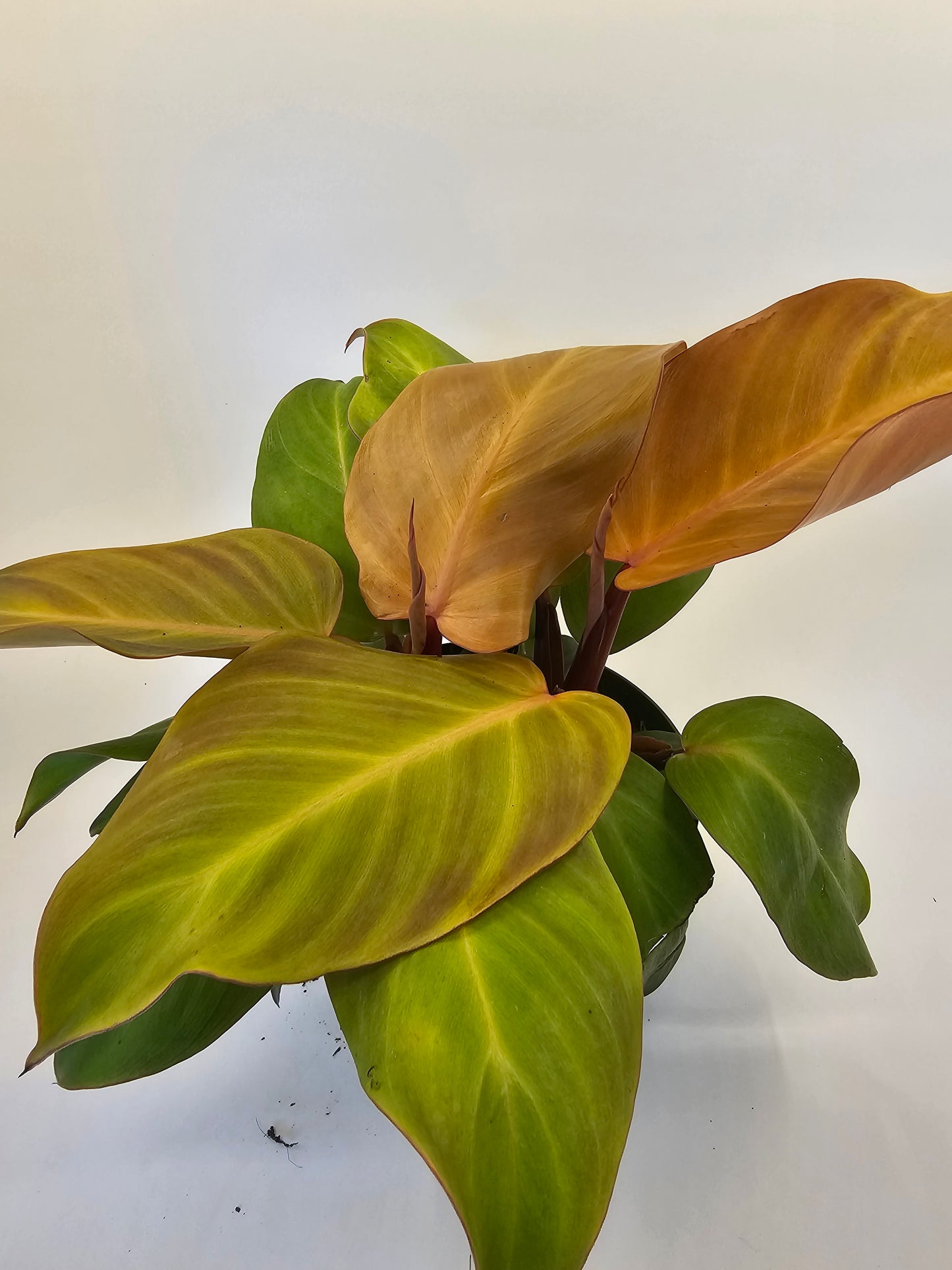 Philodendron McColleys Finale in Growers pot