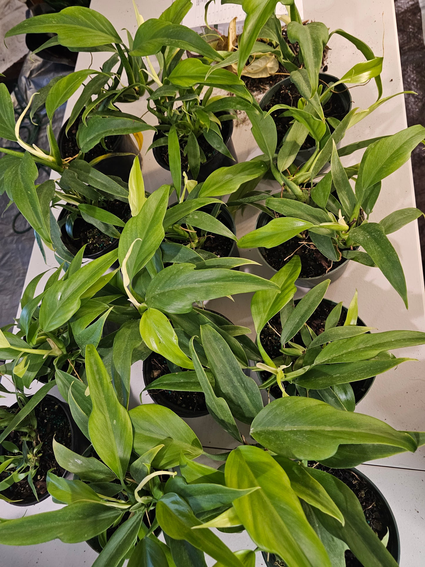 Philodendron Panduriforme in growers pot