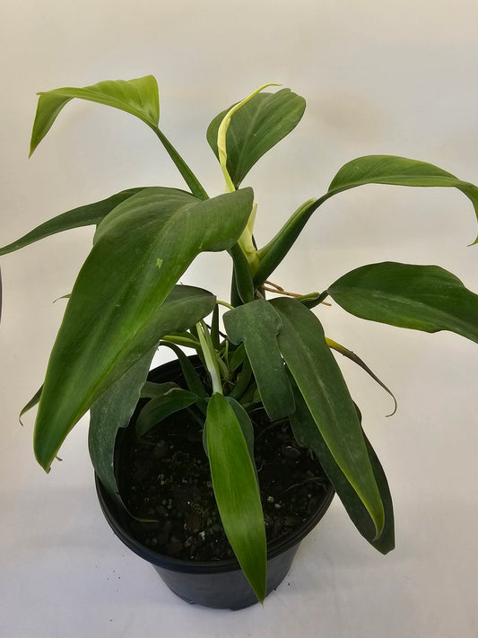 Philodendron Panduriforme in growers pot