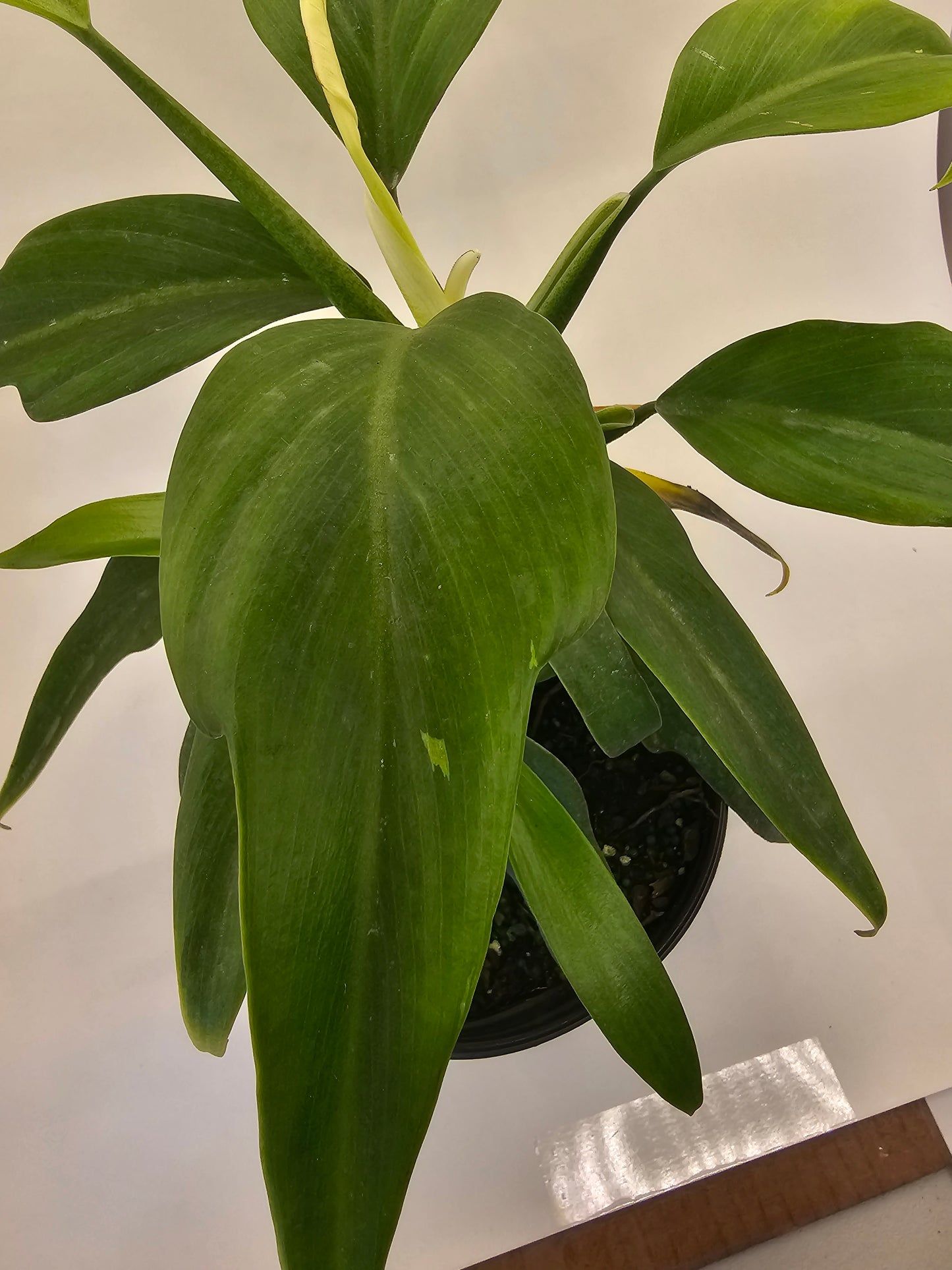 Philodendron Panduriforme in growers pot