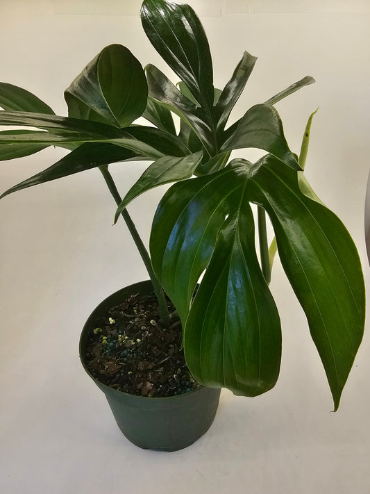 Philodendron Rhaphidophora Decursiva in growers pot