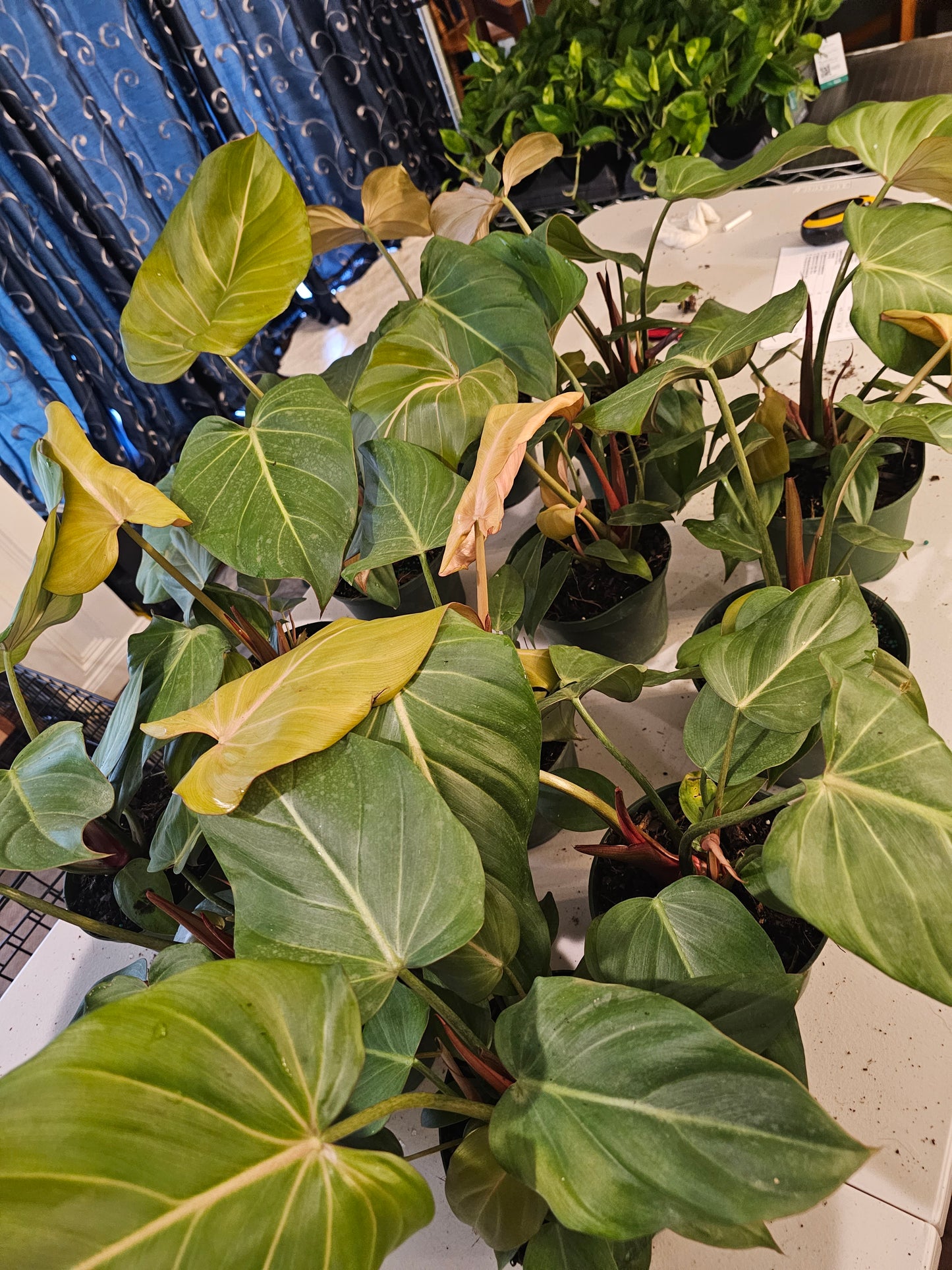 Philodendron Summer Glory in growers pot