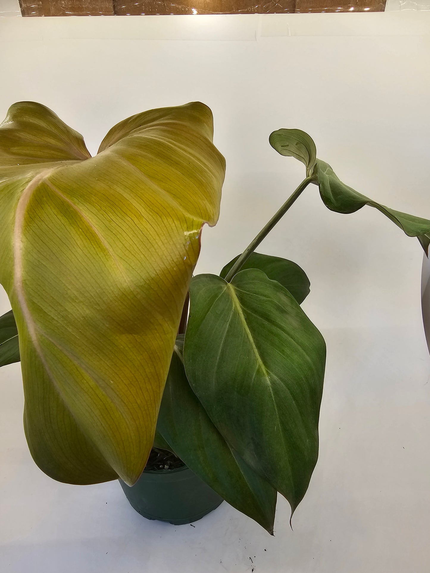 Philodendron Summer Glory in growers pot