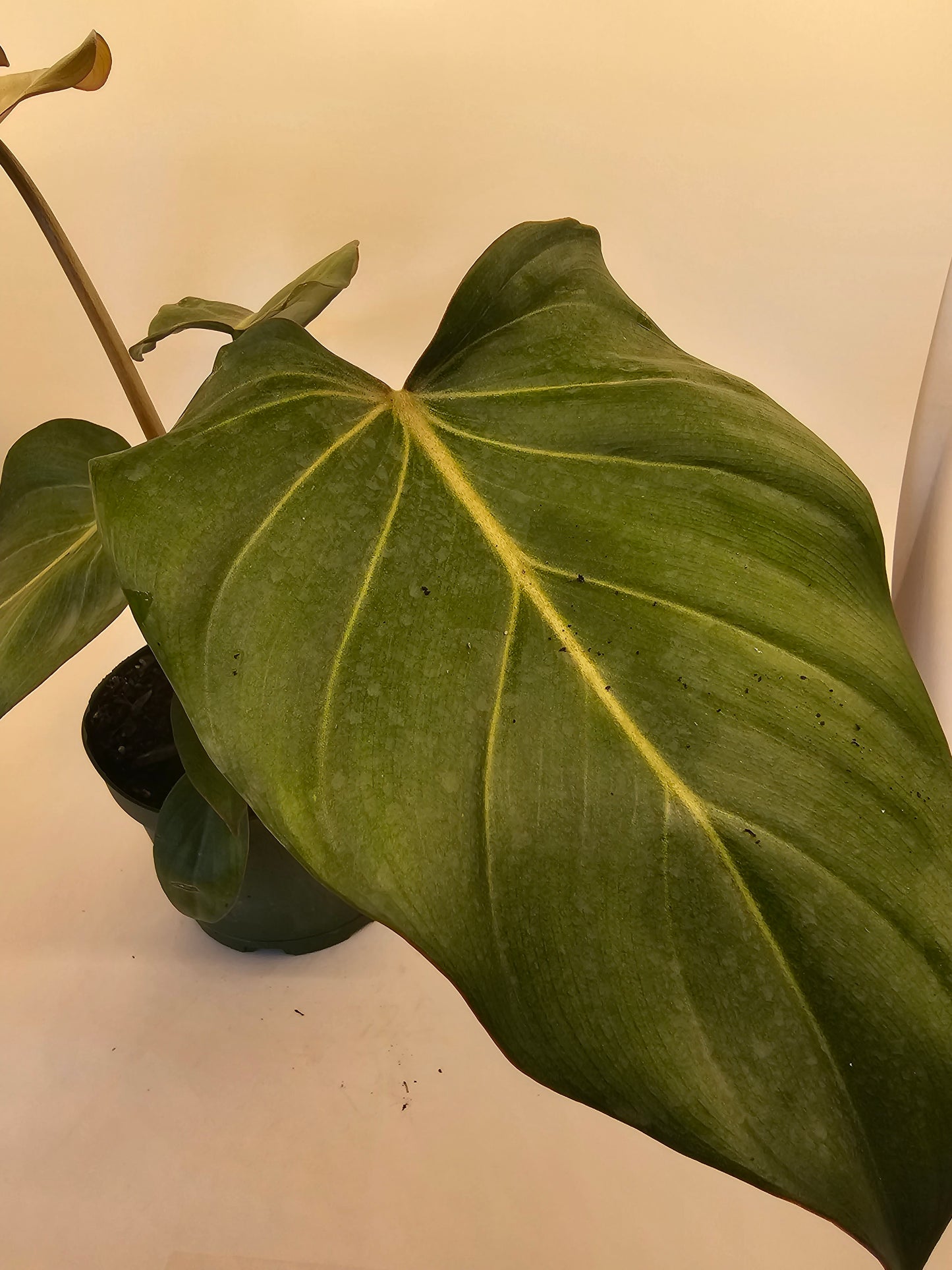 Philodendron Summer Glory in growers pot