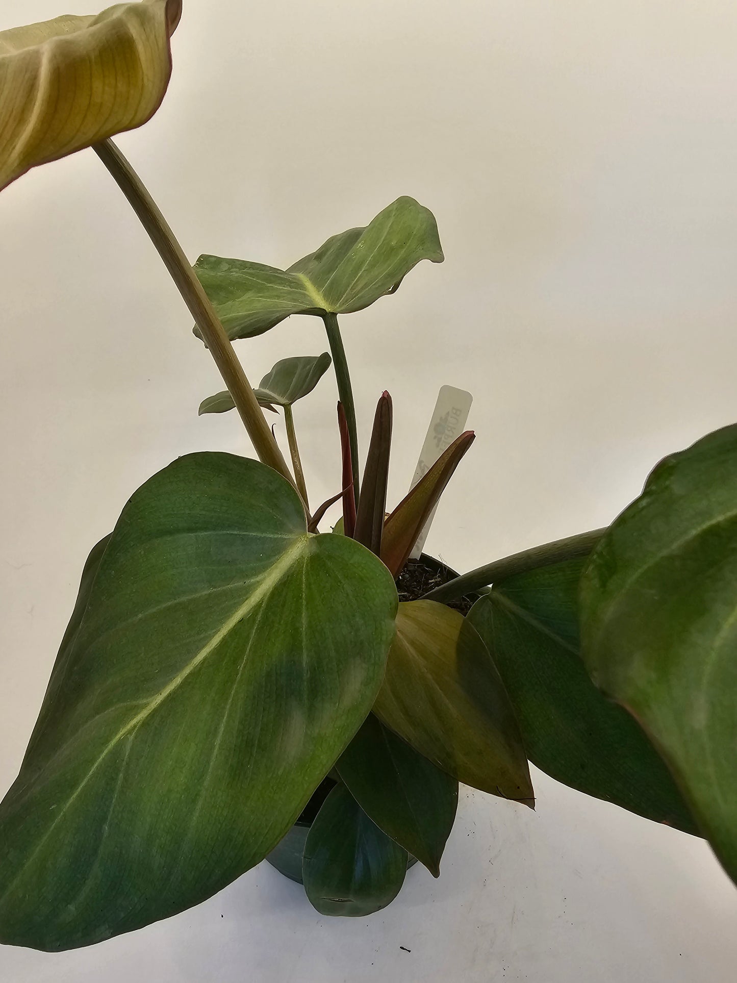 Philodendron Summer Glory in growers pot