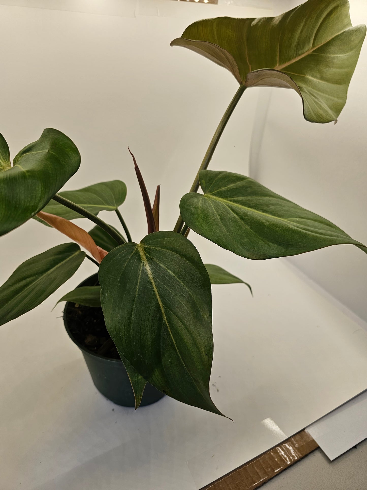 Philodendron Summer Glory in growers pot