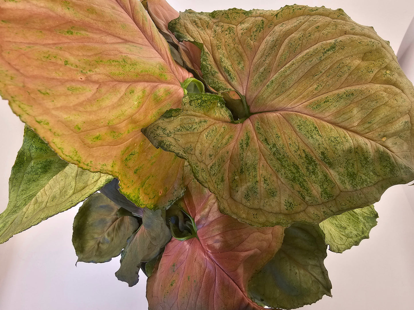 Syngonium Plum Allusion in growers pot